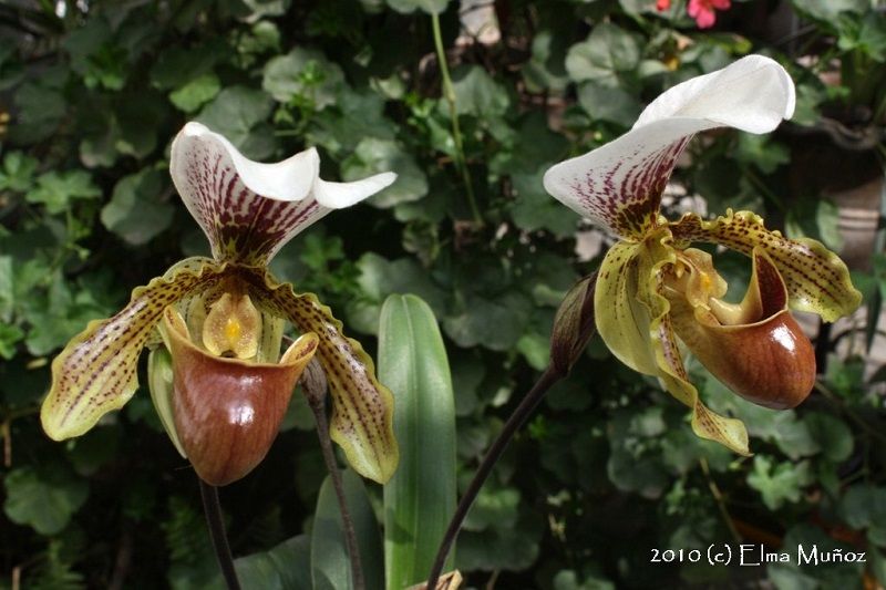 tipos de orquídeas, Paphiopedilum