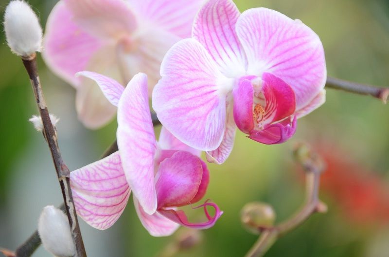 tipos de orquídeas, Phalaenopsis