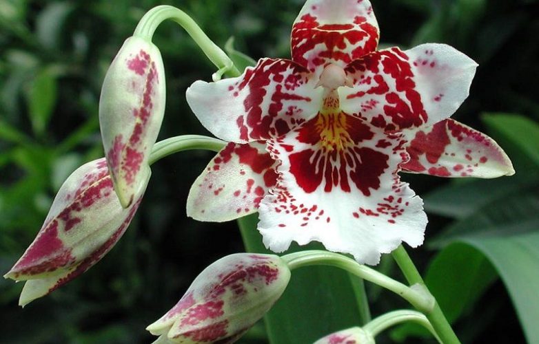 tipos de orquídeas, cambria