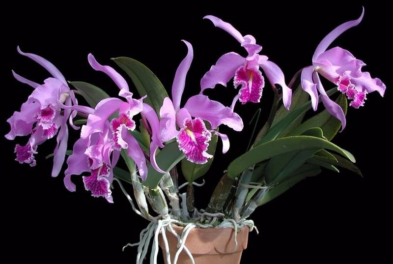 tipos de orquídeas, cattleya