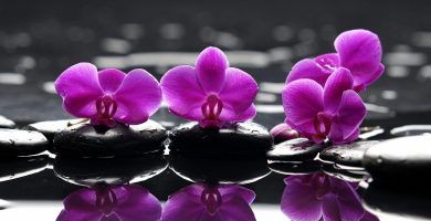 como regar una orquídea