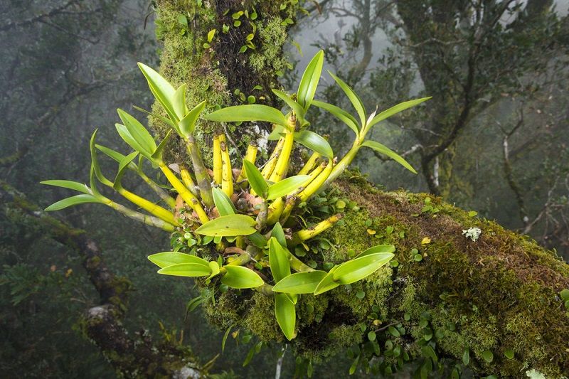 como regar una orquídea, epífitas