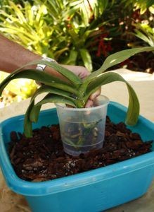 como trasplantar una orquídea paso 4