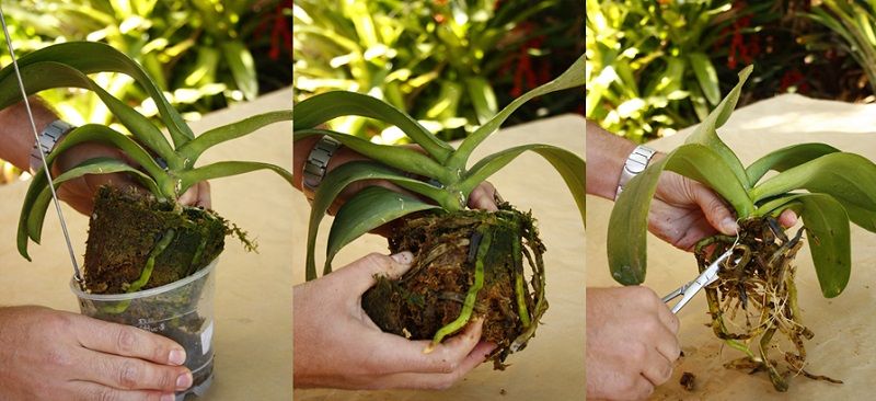 como trasplantar una orquídea, paso a paso