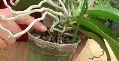 como trasplantar una orquídea tutorial