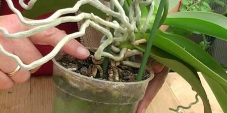 Cómo Trasplantar una Orquídea