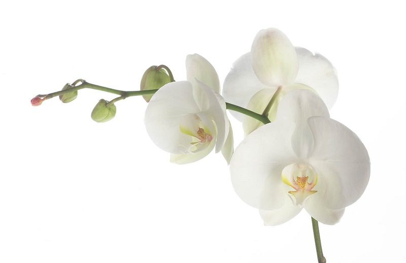 cuadro de orquídeas blancas