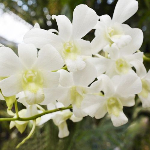 cymbidium orquídeas blancas