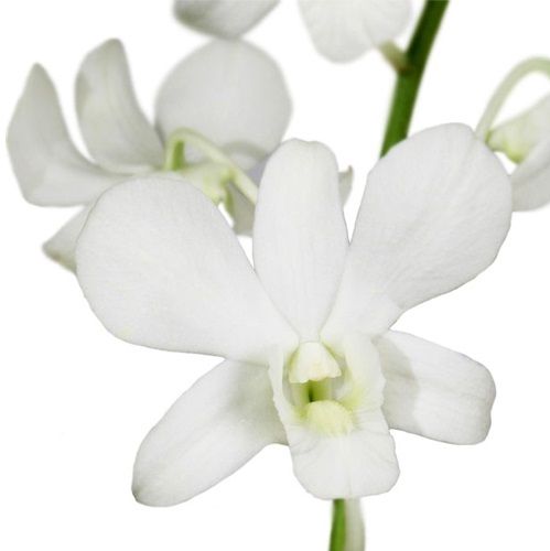 dendrobium orquídeas blancas