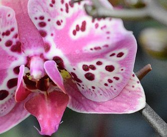 ▷ Tipos de Orquídeas. Variedades y Origen de las Orquídeas