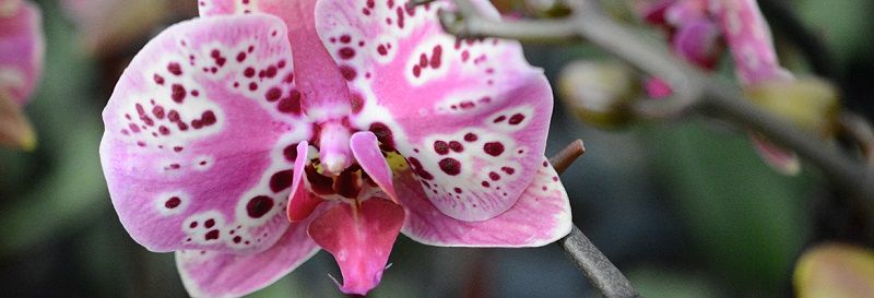 el significado de las orquídeas