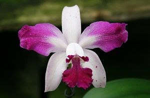 ficha orquídea cattleya