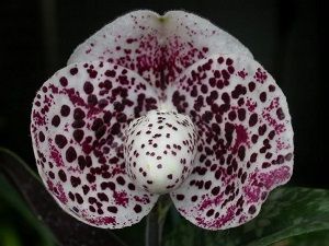 ficha orquídea paphiopedilum