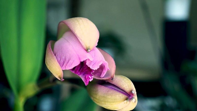 en términos de perdonado apodo ▷ Floración de las Orquídeas【 Más y Mejores Flores en tus Orquídeas 】