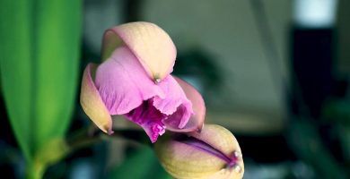 floración de las orquídeas