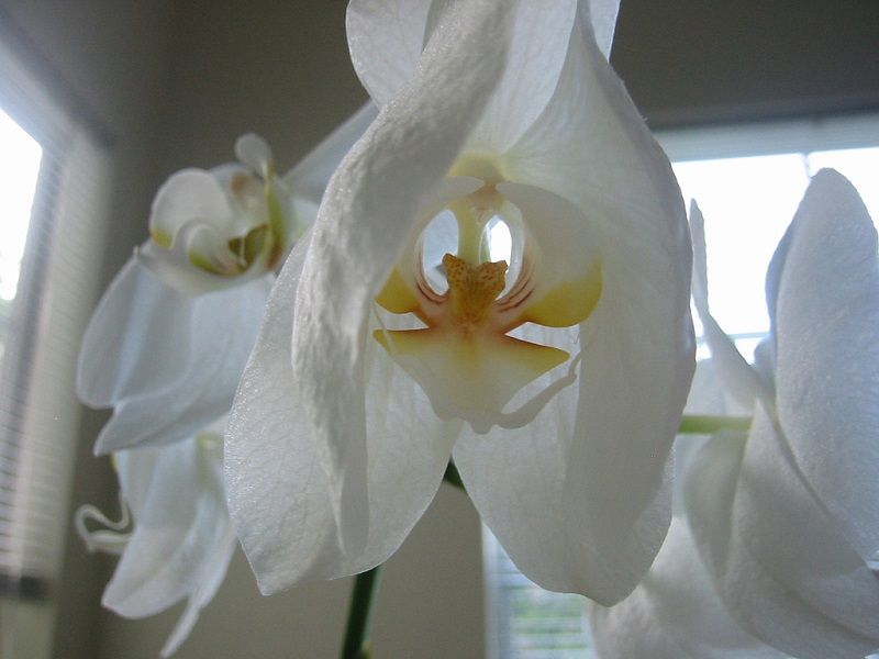 floración de las orquídeas, flores marchitándose