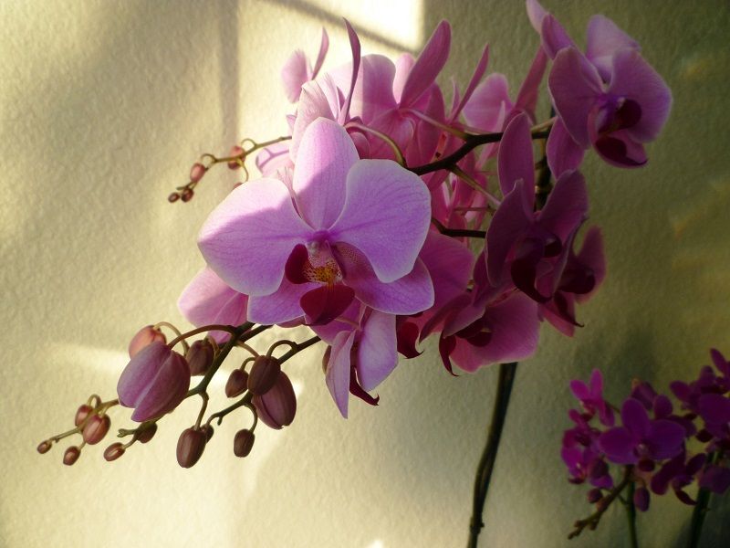 floración de las orquídeas phalaenopsis