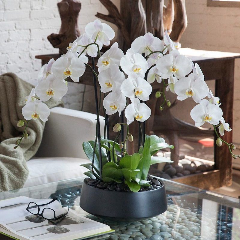 Maceta con dos orquídeas blancas