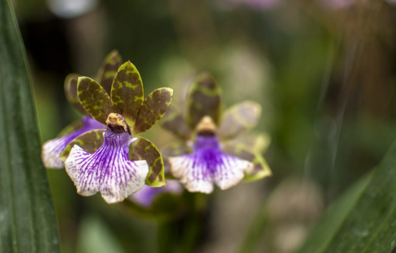 miltonia