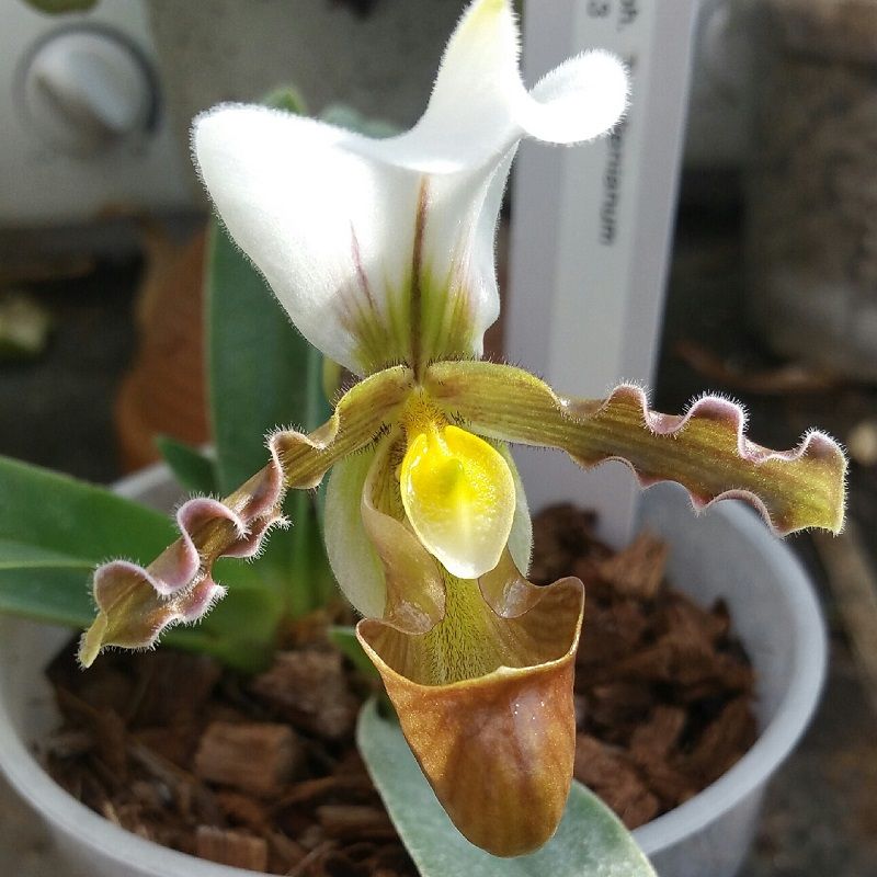 ▷ Paphiopedilum . Como Cuidar Orquídeas Paphiopedilum 100% Práctico