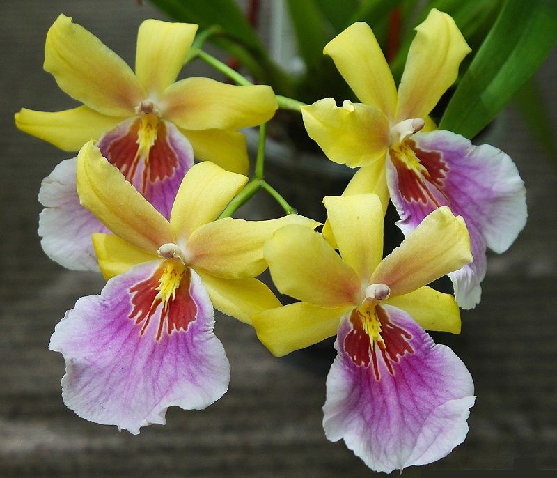 ▷ Orquídeas Miltonia【 Guía: Como Cuidar Orquídeas Pensamiento 】