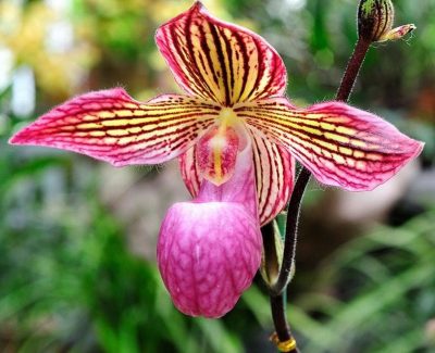 Paphiopedilum