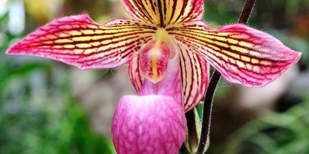 Paphiopedilum