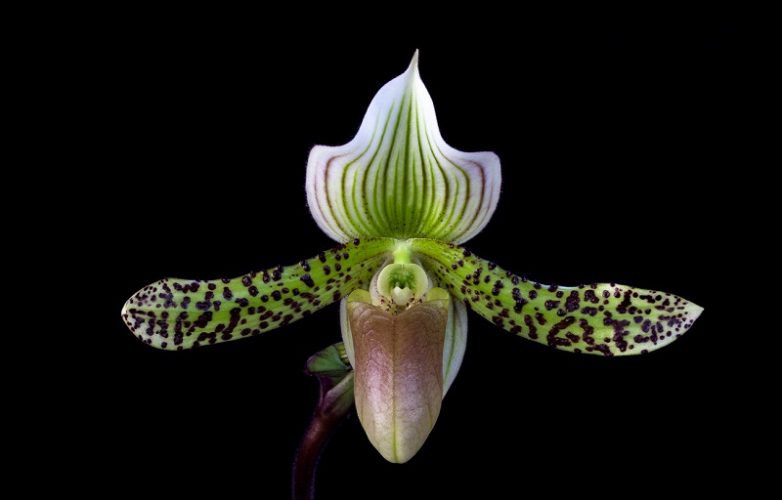 orquídea Paphiopedilum makuli