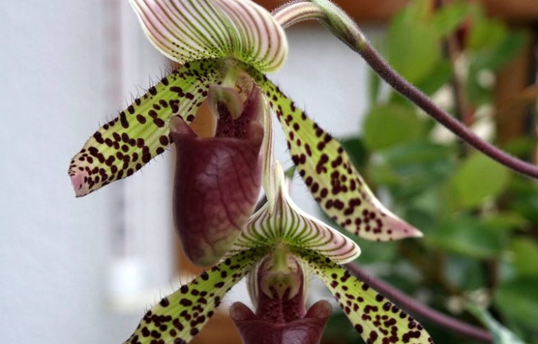 orquídea Paphiopedilum marcin opolski