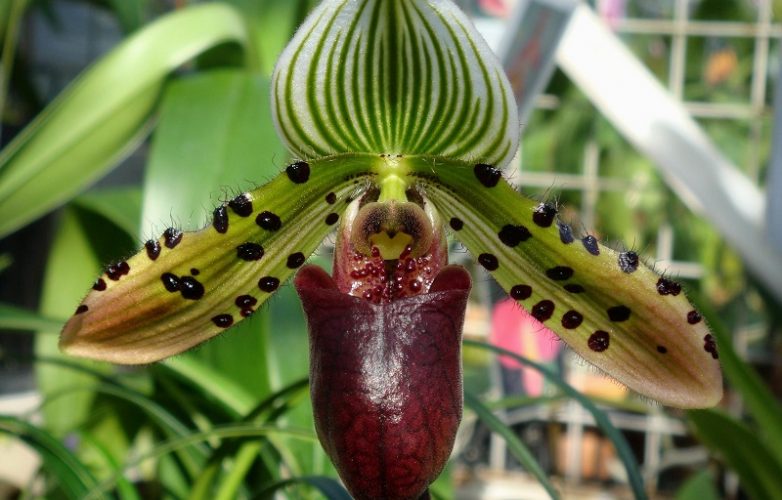 orquídea Paphiopedilum venus rising