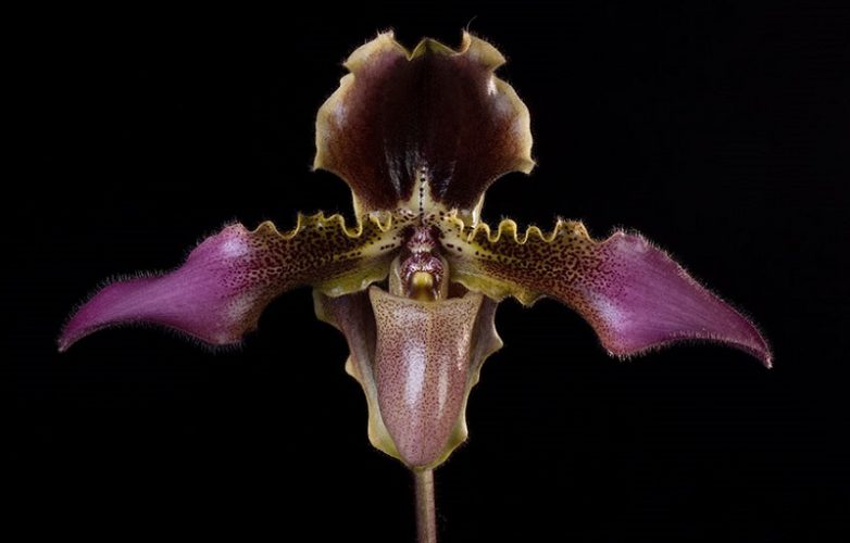 orquídea Paphiopedilum, zapatilla de venus