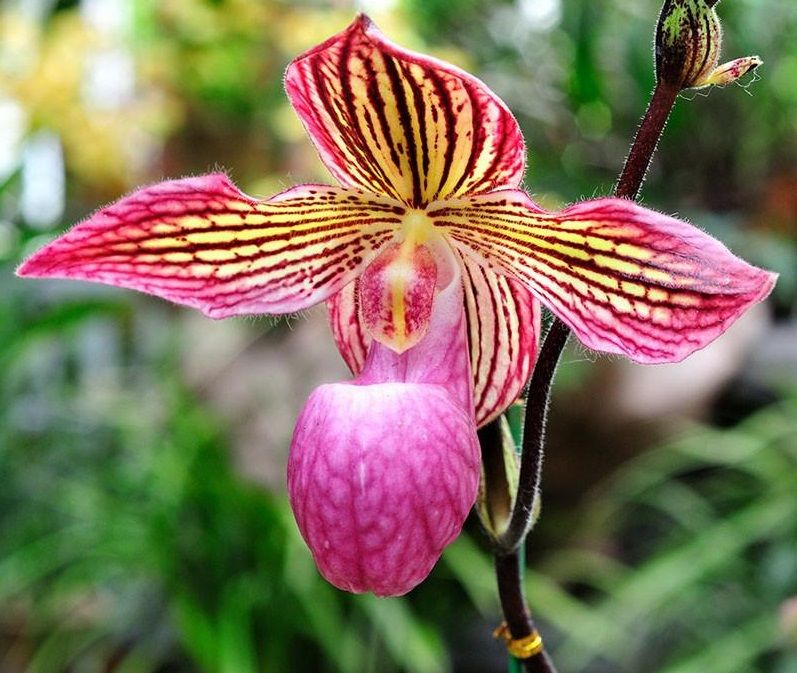 orquídea Paphiopedilum