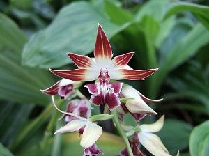 orquídea calanthe, tipos de orquídeas