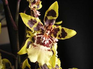 orquídea cambria ficha
