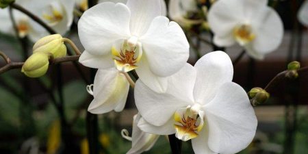 Orquídeas Blancas