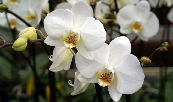 Orquídeas Blancas