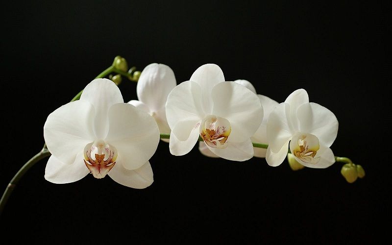 orquídeas blancas sobre fondo negro