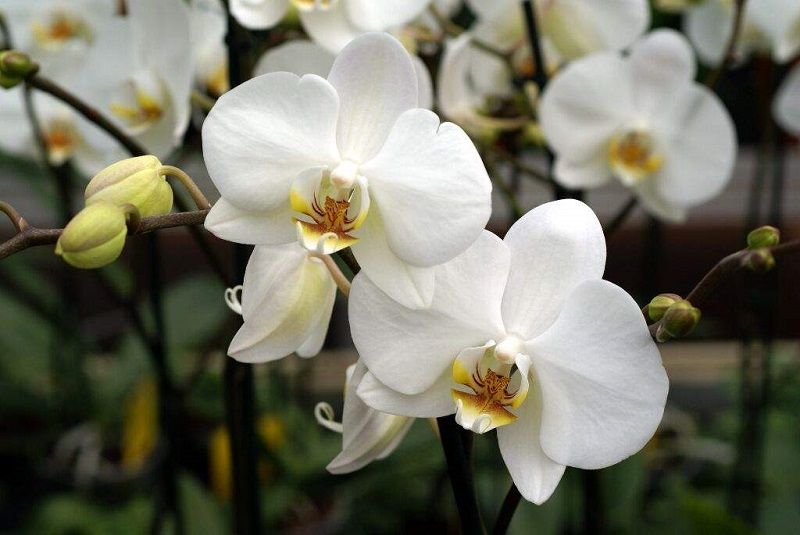 orquídeas blancas