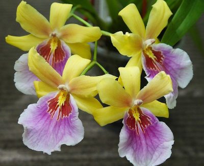 Miltonia