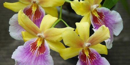 Miltonia