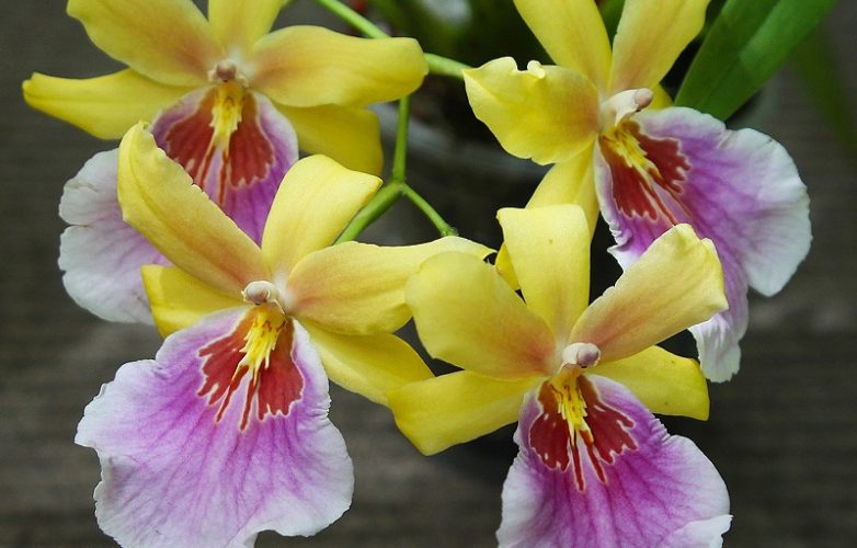 orquídeas miltonia