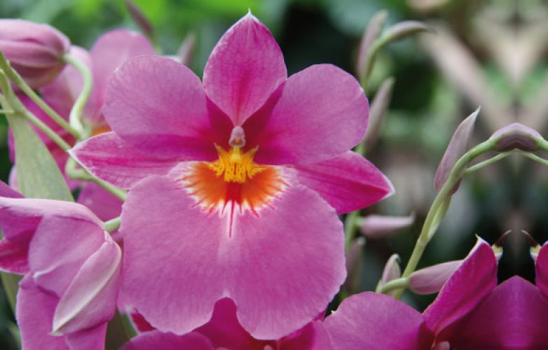 orquídeas miltonia, orquideas pensamiento viola