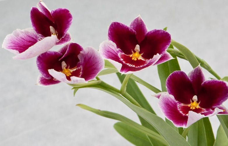orquídeas miltonia, orquídeas pensamiento