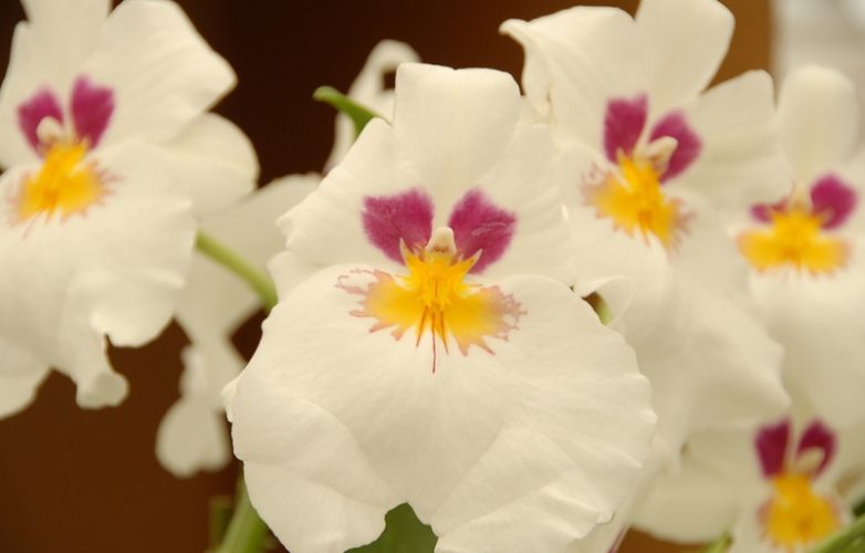 orquídeas pensamiento, miltonia