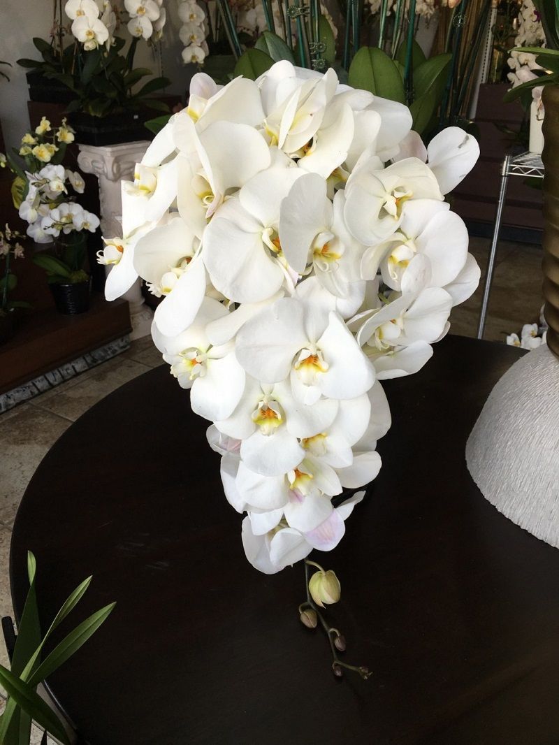 phalaenopsis orquídeas blancas
