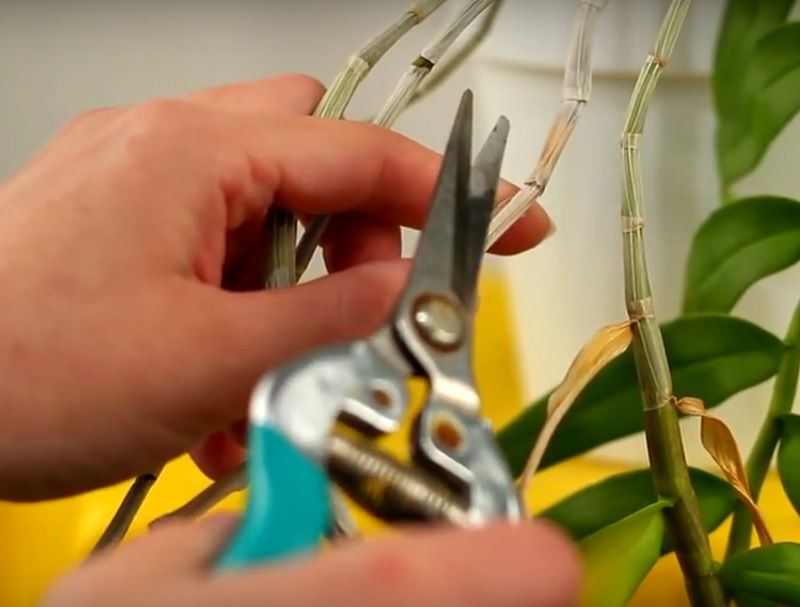podar una orquídea dendrobium