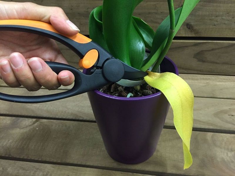 podar una orquídea, eliminar hojas marchitas