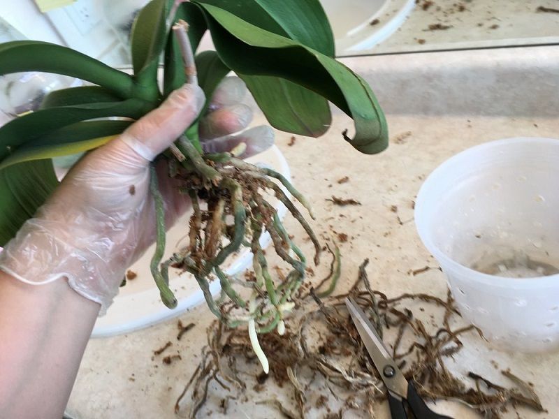 podar una orquídea, eliminar las raíces dañadas
