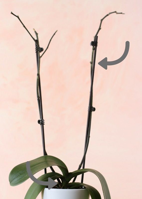 podar una orquídea phalaenopsis vara floral