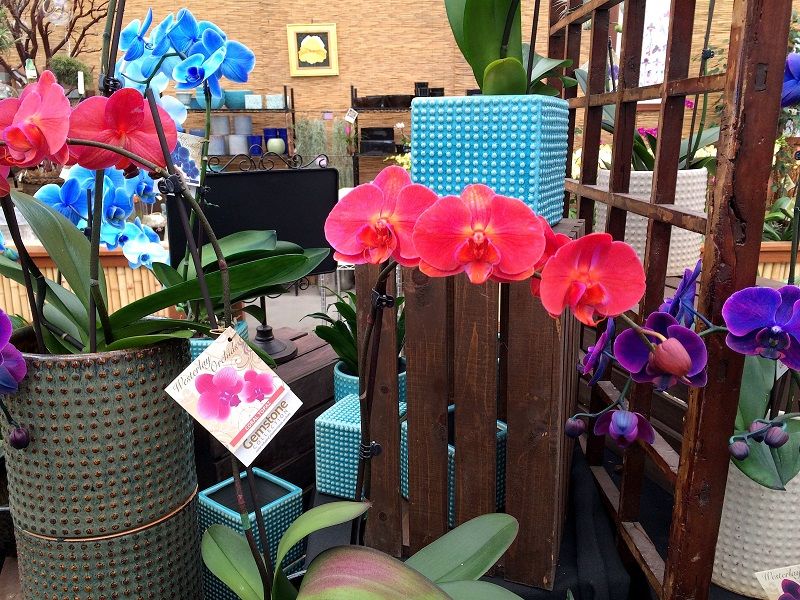 significado de la orquídeas, regalar orquídeas